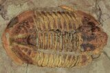 Colorful Asaphid Trilobite With Pos/Neg - Fezouata Formation #353357-4